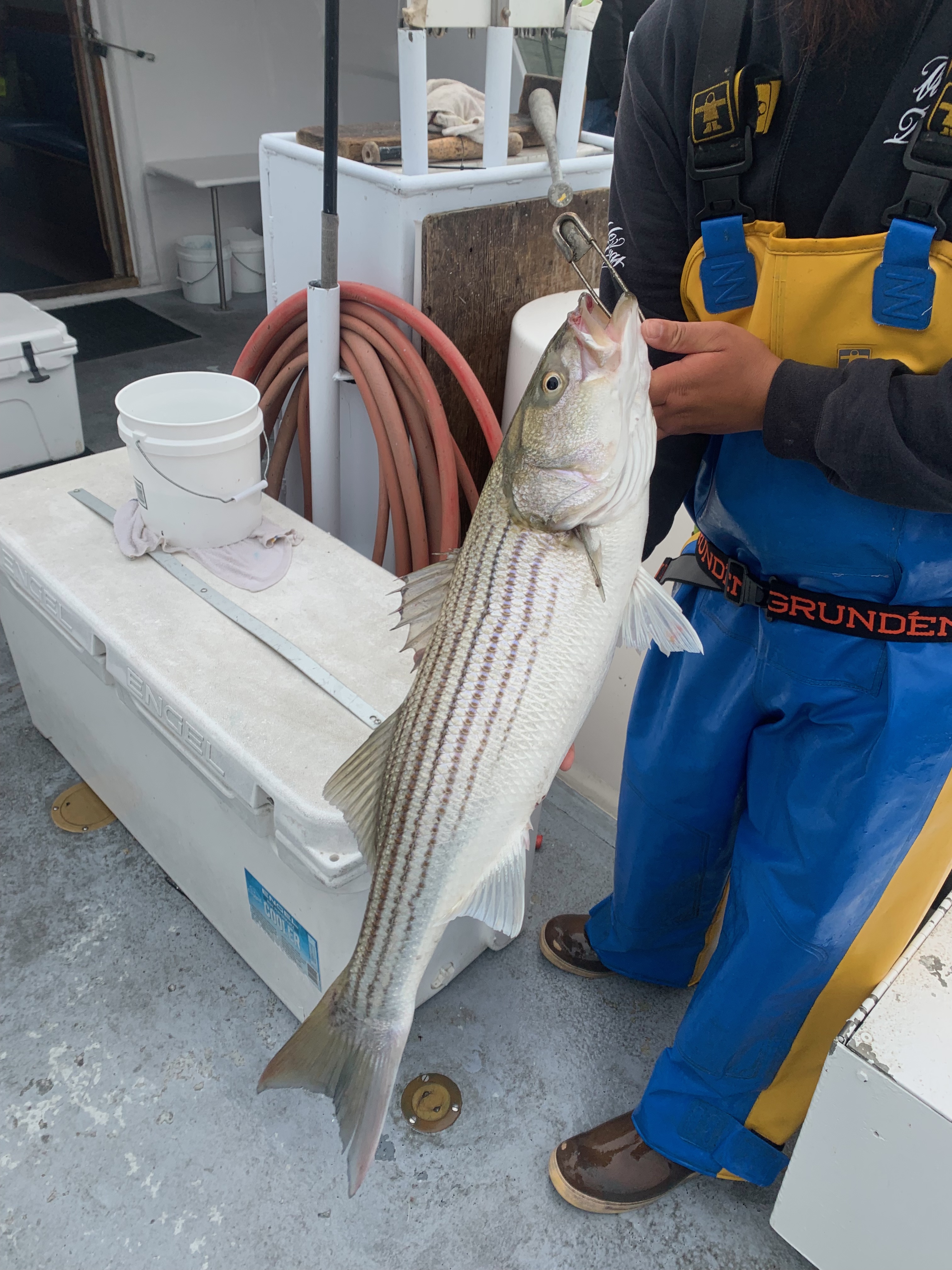 Striper successfully caught
